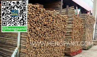 เสายูคา ไม้ยูคา เสายูคา,เสาเข็มยูคา ไม้ยูคา