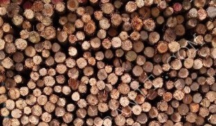 ไม้เสายูคา