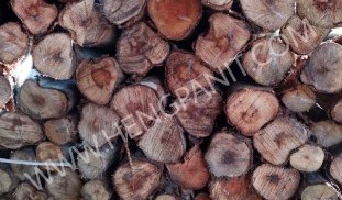 ไม้เข็มยูคา4นิ้ว