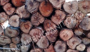 เข็มยูคา